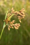 Image result for Scirpus pendulus