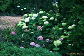 Check out the many varieties we have to offer! Incrediball Smooth Hydrangea Carolyn S Shade Gardens