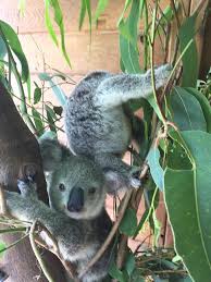 Pin By Brandy Fenner On Koala Crazy Cuddly Animals Cute Animals Animals Beautiful