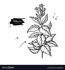 Tobacco Plant Drawing Botanical Hand Drawn Vector Image