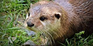 There Otter Be an Appreciation Day for These Cute Animals | San Mateo&nbsp; County Libraries