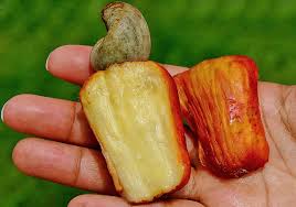 Image result for Anacardium occidentale