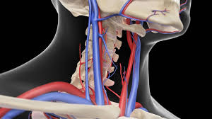 The carotid sinus contains sensors that help regulate blood pressure. Common Carotid Artery Physiopedia
