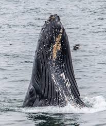 Regardless, hauser is grateful for the whale's massive. Into The Eye Of A Humpback Whale Photograph By Randy Straka
