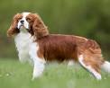 Cavalier King Charles Spaniel - Dog-Breeds
