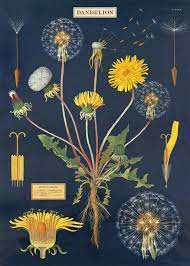 Dandelion Chart L10 Botanical Art Art Botanical Prints