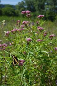 Asclepias Incarnata Rose Milkweed Asclepias Incarnata Asclepias Milkweed