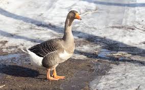 Survival Skills: Primitive Couple Meet Big Goose Laying Eggs - Steal Goose  Eggs For Food - Youtube