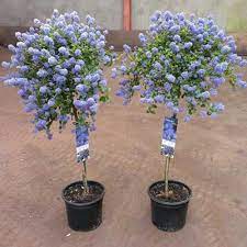 On to the lilac tree/bush: Ceanothus Thyrsiflorus Repens Tree Spd Fife