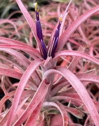 Image result for Buchnera capitata