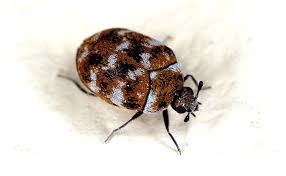 Black carpet beetle, attagenus unicolor; Teppichkafer In Naturteppichen Plagex