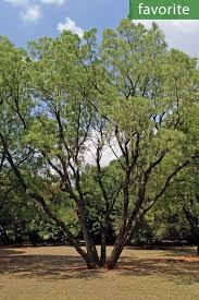 Image result for Bolusanthus