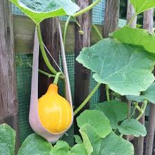 Ein Kleiner Garden Hack Fur Alle Die Ihre Kurbispflanzen Am Gartenzaun Entlang Wachsen Lassen Planting Pumpkins Gardening Tips Pallets Garden