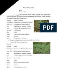 Rumput merupakan elemen penting ketika anda merencanakan sebuah taman. Jenis Jenis Gulma