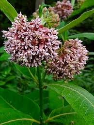 Image result for Asclepias buchwaldii