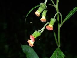 Image result for Crassocephalum montuosum