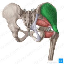 Gluteus Medius And Minimus Muscles Anatomy And Function