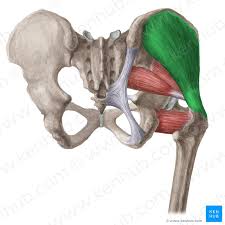 gluteus medius and minimus muscles anatomy and function