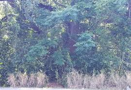 Medical professional, commercial retail or restaurant hospitality site. Land For Sale Price 104 900 106101