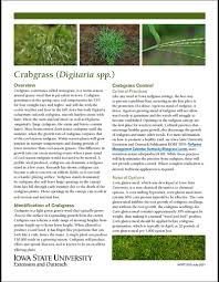 Image result for Digitaria calcarata