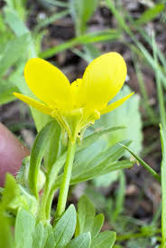 Image result for Pycreus muricatus