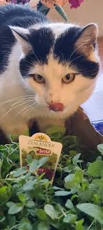 Not sure if Cricket is glaring at the camera or squinting at the sun lol