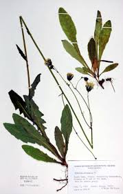 Image result for Sonchus schweinfurthii
