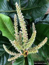 Image result for Triplaris americana