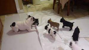 Precious french bulldog puppies offer high quality english & french bulldog puppies for sale. French Bulldog Playing With His Pups Youtube