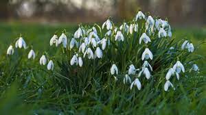 Common snowdrops are tiny plants (3 to 6 inches tall) that produce one small (1 inch or less) white flower, which hangs down off its stalk like a drop prior to opening. Snowdrop The Wildlife Trusts