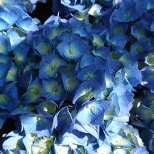Image result for Hydrangea macrophylla bela obrázek