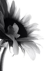Sonnenblume Black And White Background In 2020 Prachtige Fotografie Natuur Achtergronden