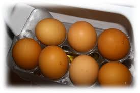 Hasil gambar untuk telur backyard