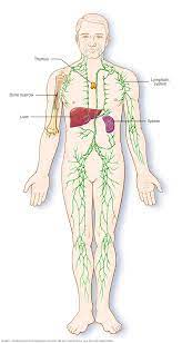 They will then usually carry out a. Leukemia Symptoms And Causes Mayo Clinic