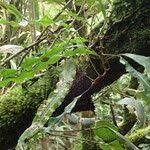 Image result for Lepisorus excavatus