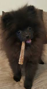 Pomeranian Black American Eskimo Dog Pin By Yaknnyl Regnaz On Pomeranian Pomimo Dogs A Mix Of American Eskimo And Pomeranian Black Pomeranian Pomeranian Puppy Furry Friend