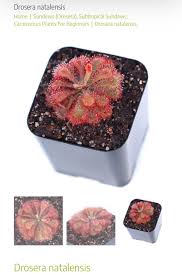 Image result for Drosera natalensis