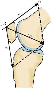Disorders Of The Patellofemoral Joint Musculoskeletal Key