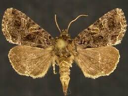 Image result for Hadena irregularis