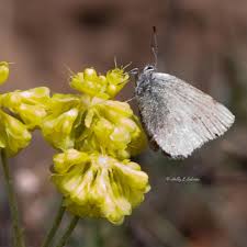 Image result for Satyrium compactum