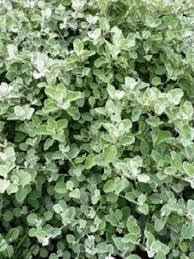 Image result for Helichrysum lastii