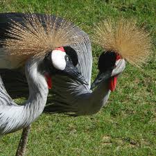 Birds Of South Africa Pictures And Names Grues Couronnees 140806 Jpg 1701 1701 South African Birds Beautiful Birds Birds