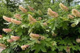 Image result for Hydrangea quercifolia
