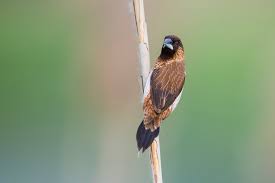 Image result for Blepharis gazensis