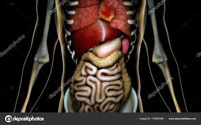 Mann hält kinn, dachte, denkender mann, bart, blazer png. Stockfotos Innere Organe Bilder Stockfotografie Innere Organe Lizenzfreie Fotos Depositphotos