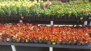 Maybe you would like to learn more about one of these? Houston Garden Centers 2155 Gulf Fwy League City Tx 77573 Usa