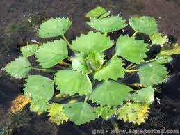 Image result for Trapaceae