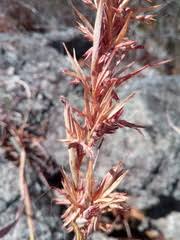 Image result for Cymbopogon caesius