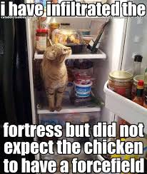 I Must Abandon My Plans For Now But You Haven T Seen The Last Of Me Chicken 970709 552588458120616 830226821 Crazy Cats Funny Cat Memes Funny Animal Pictures