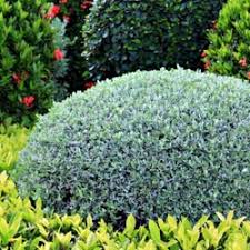 Learn about the various types of perennial wildflowers and how to successfully grow them with this gardening guide from hgtv.com. Small Shrubs For The Perennial Border